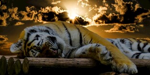 夕阳下休憩的威猛老虎
