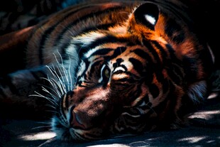 沉睡的猛虎