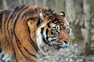 森林中的斑斓猛虎