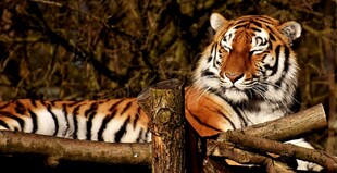 卧于林间的斑斓猛虎