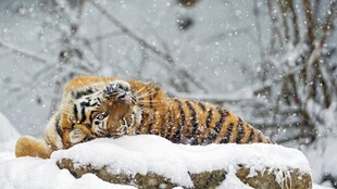 雪地上休憩的斑斓猛虎