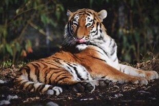卧于林间的斑斓猛虎
