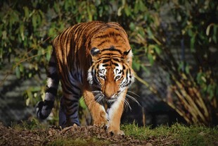 森林中独行的斑斓猛虎