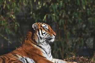 卧于林间的斑斓猛虎