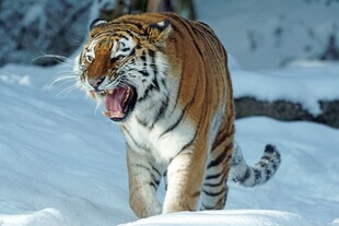 雪地中的咆哮猛虎