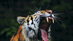 咆哮的猛虎