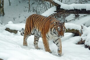 雪地中的斑斓猛虎