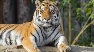 卧于石上的威武斑斓猛虎