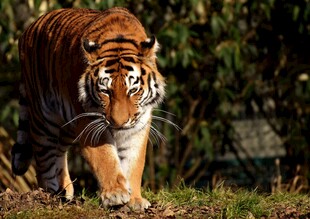 行走的斑斓猛虎