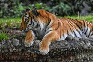 卧于石上的斑斓猛虎