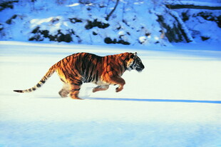 雪地中奔跑的斑斓猛虎