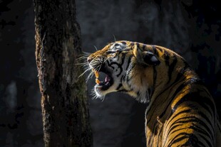 咆哮的猛虎