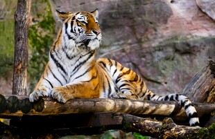卧于林间的斑斓猛虎