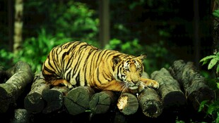 丛林中休憩的斑斓猛虎