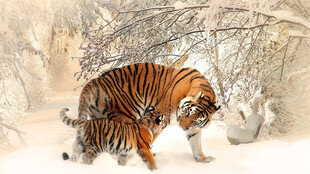雪地中的斑斓猛虎