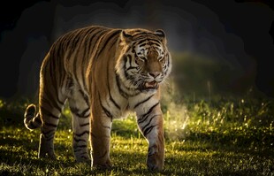暗夜中独行的威猛老虎