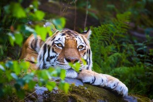丛林中的猛虎