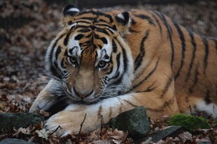 卧于落叶中的斑斓猛虎