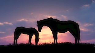 夕阳下的两匹马剪影