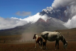 草原骏马与远山壮丽景致