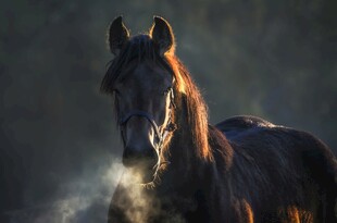 夕阳下的骏马