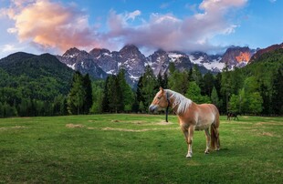草原骏马与壮丽山景