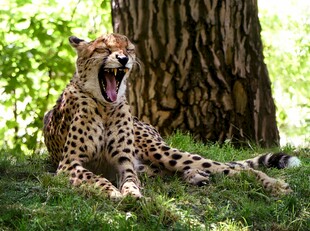 猎豹树下休憩