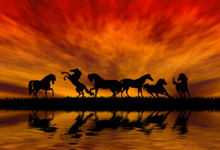夕阳下的马群与水面倒影
