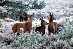 雪地中的鹿群