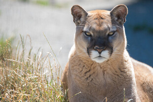 草原上的美洲狮