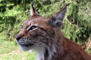 山林中的猞猁