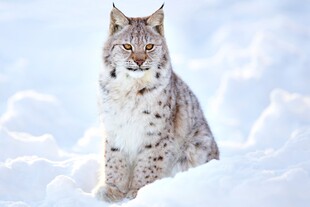 雪地中的猞猁