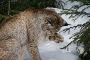 雪地中的猞猁