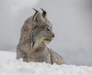 雪地中的山猫
