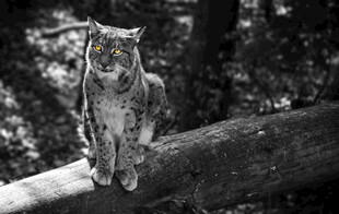 树枝上的山猫