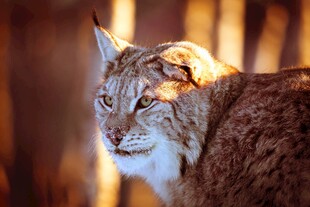 阳光下的山猫