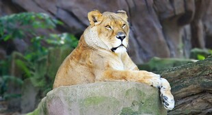 雄狮休憩于石上