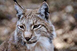 野生猞猁特写