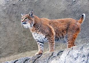 岩石上的山猫