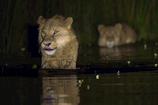 水中雄狮