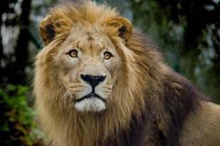 威严雄狮