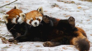 雪地中的小熊猫惬意躺卧