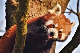 小熊猫惬意栖于树枝间