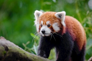 小熊猫在林间的可爱瞬间