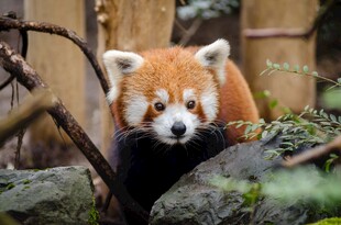 可爱小熊猫栖息于石间