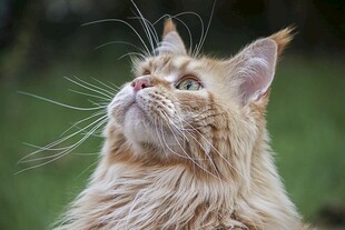 缅因猫仰头望天空