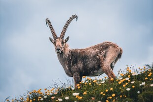 高山上的长角山羊