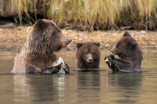 水中三只熊互动场景