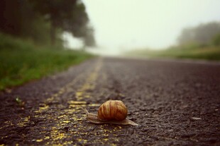 雾中道路上的孤独蜗牛