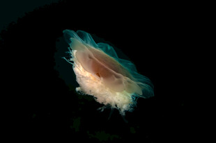 梦幻海洋精灵水母